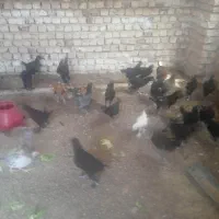 نیمچه مرغ بومی و جوجه چهار ماهه جهادی