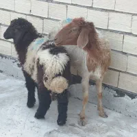 بر‌ه‌و‌گوسفند