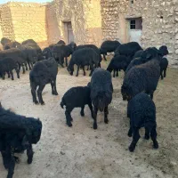 گوسفند زاییده