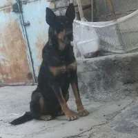سگ ماده