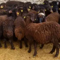 بره ماده همو و هترو