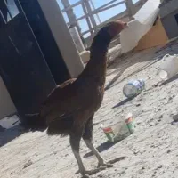 لاری|حیوانات مزرعه|بیرجند, |دیوار