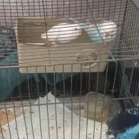 یه جفت مرغ عشق