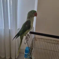 شاه طوطی ماده.سن دوسال