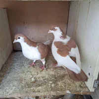 کبوتر نر و ماده