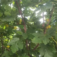 درخت انجیر بر