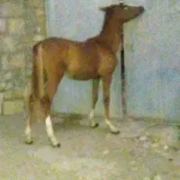 اسب عرب|اسب و تجهیزات اسبسواری|کوهدشت, |دیوار