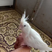 عروس هلندی ماده