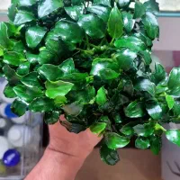 گیاه آنوبیاس|ماهی|مشهد, کوشش|دیوار