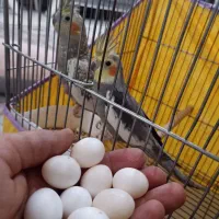 یک جفت عروس هلندی مولد ۱۰۰٪