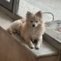 پامر|سگ|شاهین‌شهر, گزبرخوار|دیوار