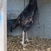 خروس مرغ لاری اصل