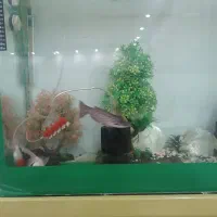 کت چوبی|ماهی|بیرجند, |دیوار