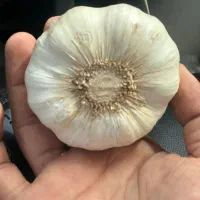 سیر تازه همدان