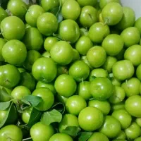 آلوچه محلی
