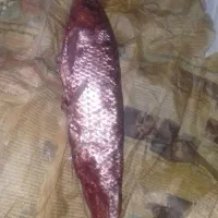 فروش ماهی سفید اشپل دارشورشوده