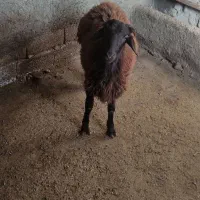 یک راس بره نر