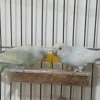 جفت مرغ عشق مولد