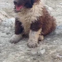 توله سگ قدرجونی|سگ|کرمان, |دیوار