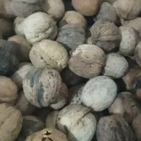 گردو