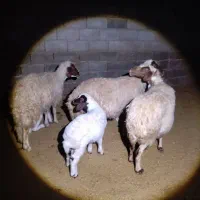 2جفت گوسفندبابره