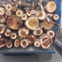 خریدفروش چوب قطع وبرش درخت هرس کاری