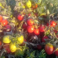 گوجه سسی یا کبابی|خوردنی و آشامیدنی|موچش, |دیوار