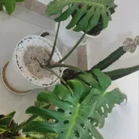 گل آپارتمانی  کاملا سالم
