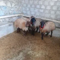 میش داشت|حیوانات مزرعه|فریدونشهر, |دیوار