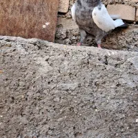 کبوترماده کت برف|پرنده|باوی, |دیوار