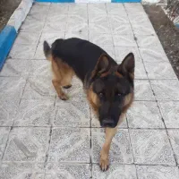 سگ‌ ژرمن شپرد اصلی