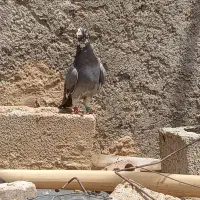 کبوتر ۲۰۰