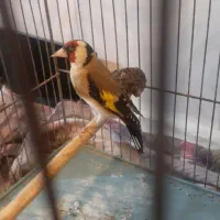 سهره نر بخوان|پرنده|سردرود, |دیوار
