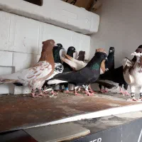 کبوتر دم سفید کله زرد چپ سرخ قارا سینه سیاه