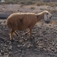 میش ابستن