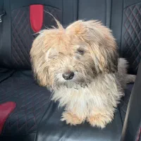 سگ شیتزو ۶ماهه نر