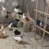 کبوتر