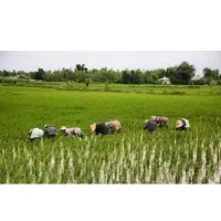 فروش-زمین-زراعی