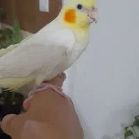 عروس هلندی نر و ماده|پرنده|اندیشه, شهرک المهدی|دیوار