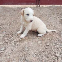 سگ فروشی|سگ|ایرانشهر, |دیوار