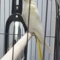 عروس هلندی|پرنده|پاکدشت, خاتون آباد|دیوار