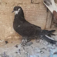 کبوتر شازده سیاه و زاغ چونه سفید|پرنده|رباطکریم, رباطکریم|دیوار