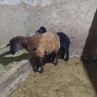 توغلی دمازدیخ|حیوانات مزرعه|نمین, |دیوار