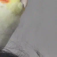 عروس هلندی گمشده