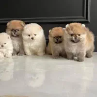 سگ پامرانین خرسی مینیاتور فقط 11500