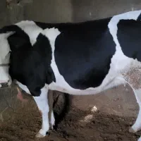 گاو یا گوساله|حیوانات مزرعه|دینور, |دیوار