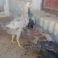 جوجه مرغ خلنگ
