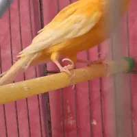 قناری نر پرتقالی|پرنده|اردکان, |دیوار