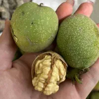 گردوی سبز