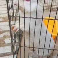 خرگوش خونگی مودب و بازیگوش